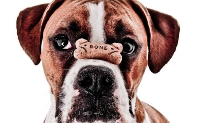 dog-treat-bags_blog-post